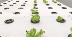 image of Aeroponics plants