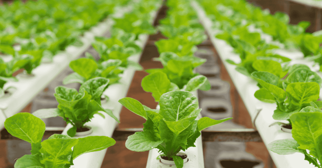 image of Hydroponics plants