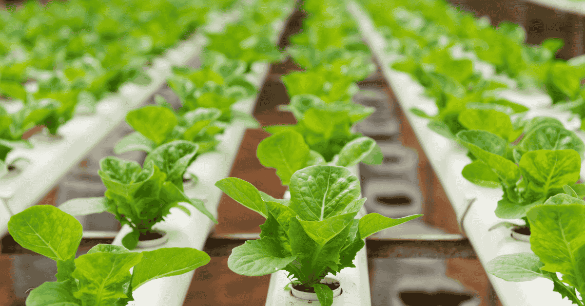 image of Hydroponics plants